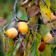 Diospyros virginiana - Persimmon