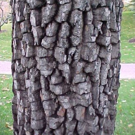 Diospyros virginiana - Persimmon