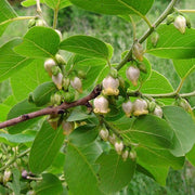 Diospyros virginiana - Persimmon