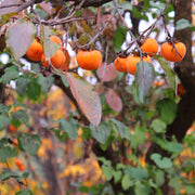 Diospyros virginiana - Persimmon