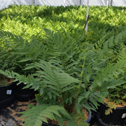 Dryopteris marginalis - Marginal Shield Fern