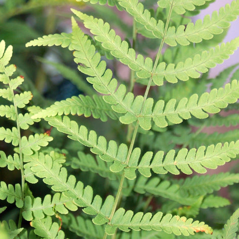 Dryopteris marginalis - Marginal Shield Fern