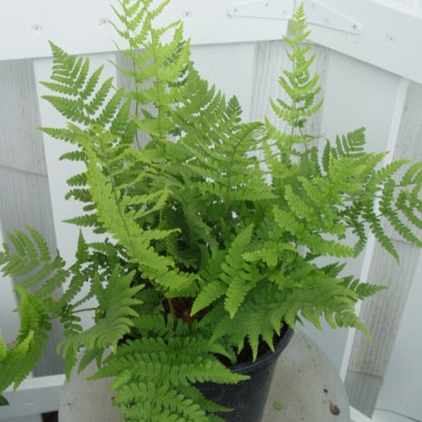 Dryopteris marginalis - Marginal Shield Fern