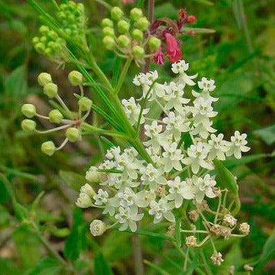 Asclepias verticillata - Whorled Milkweed