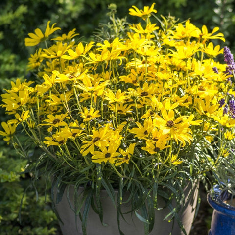 Helianthus salicifolius 'Autumn Gold' - Willowleaf sunflower