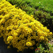 Helianthus salicifolius 'Autumn Gold' - Willowleaf sunflower