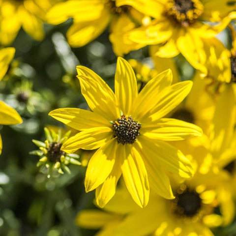 Helianthus salicifolius 'Autumn Gold' - Willowleaf sunflower