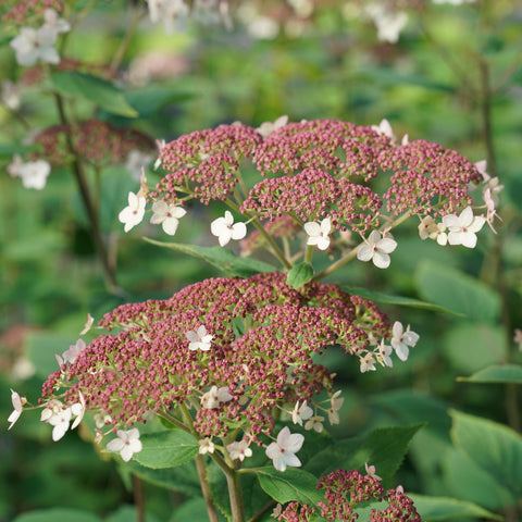 Hydrangea arborescens Pinky Pollen Ring™ - Smooth Hydrangea