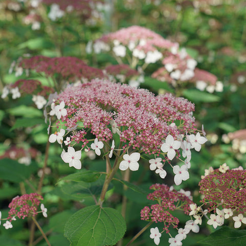 Hydrangea arborescens Pinky Pollen Ring™ - Smooth Hydrangea