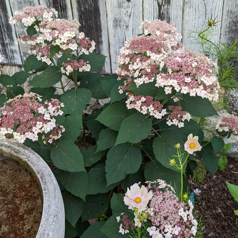 Hydrangea arborescens Pinky Pollen Ring™ - Smooth Hydrangea