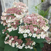 Hydrangea arborescens Pinky Pollen Ring™ - Smooth Hydrangea