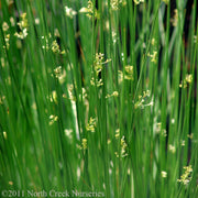 Juncus effusus - Soft rush