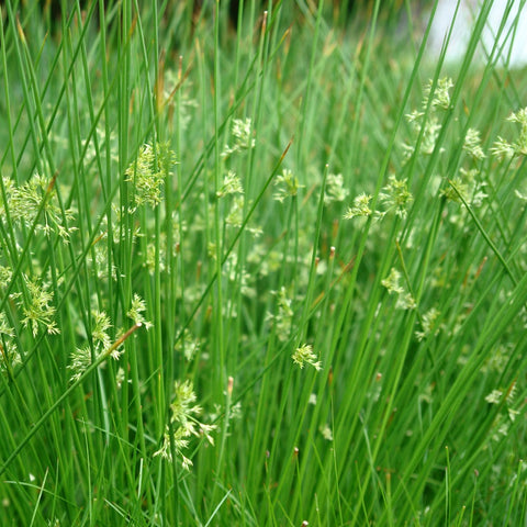 Juncus effusus - Soft rush