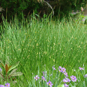 Juncus effusus - Soft rush