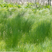 Juncus effusus - Soft rush