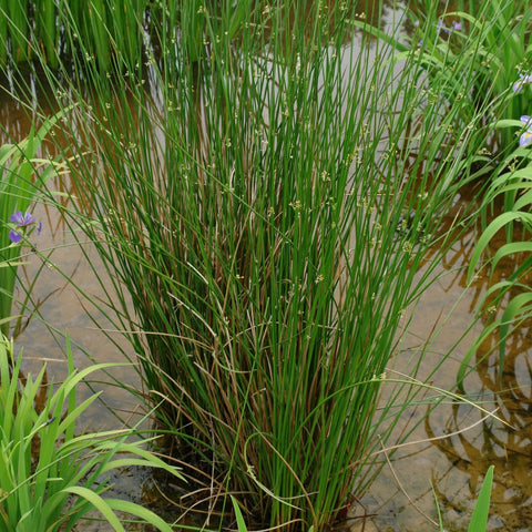 Juncus effusus - Soft rush