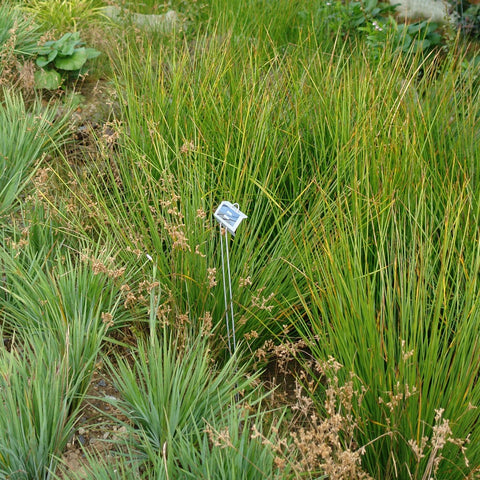 Juncus effusus - Soft rush