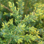 Juniperus communis Blueberry Delight® - Blueberry Delight® Juniper