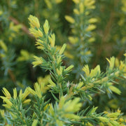 Juniperus communis Blueberry Delight® - Blueberry Delight® Juniper