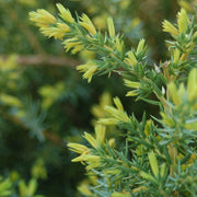 Juniperus communis Blueberry Delight® - Blueberry Delight® Juniper