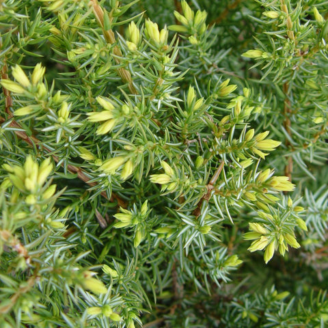 Juniperus communis Blueberry Delight® - Blueberry Delight® Juniper