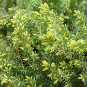 Juniperus communis Blueberry Delight® - Blueberry Delight® Juniper