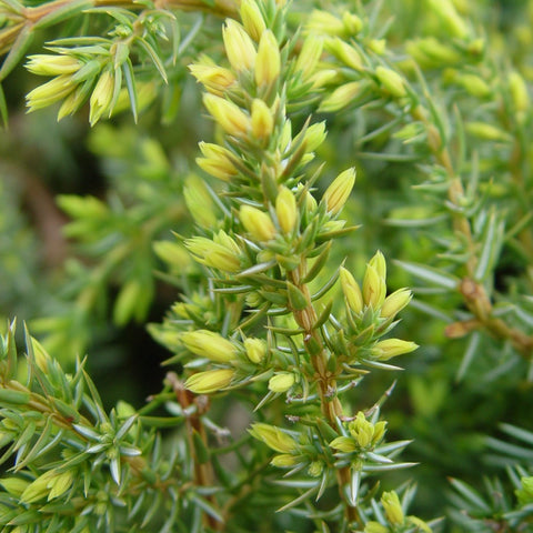 Juniperus communis Blueberry Delight® - Blueberry Delight® Juniper