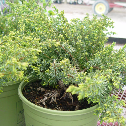 Juniperus communis Blueberry Delight® - Blueberry Delight® Juniper