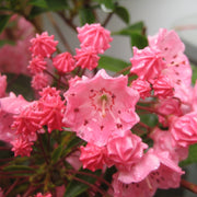 Kalmia latifolia 'Pink Charm' - Mountain Laurel