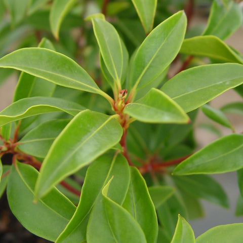 Kalmia latifolia 'Pink Charm' - Mountain Laurel