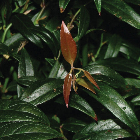 Leucothoe axillaris Squirt™ - Squirt Compact Leucothoe