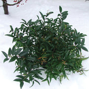 Leucothoe axillaris Squirt™ - Squirt Compact Leucothoe