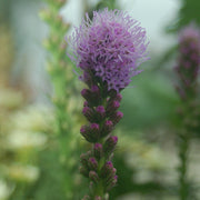 Liatris spicata 'Kobold Original' - Gayfeather or Blazing Star