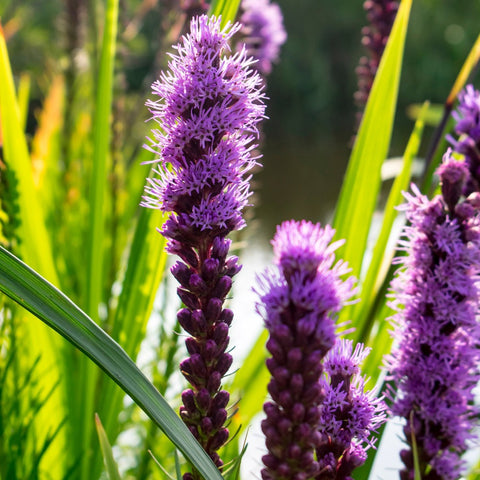 Liatris spicata - Dense Blazing Star