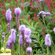 Liatris spicata - Dense Blazing Star