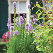 Liatris spicata - Dense Blazing Star