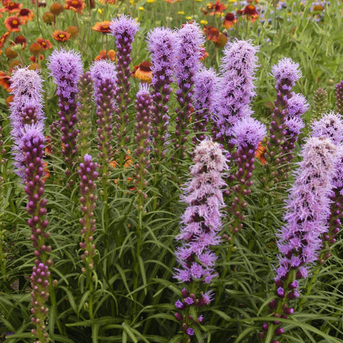 Liatris spicata 'Kobold Original' - Gayfeather or Blazing Star