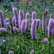 Liatris spicata 'Kobold Original' - Gayfeather or Blazing Star