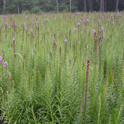 Liatris spicata - Dense Blazing Star