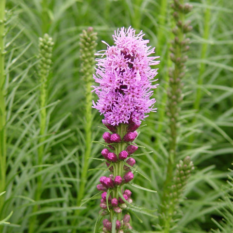 Liatris spicata - Dense Blazing Star