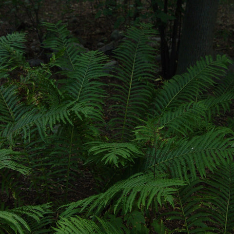 Matteuccia struthiopteris - Ostrich Fern