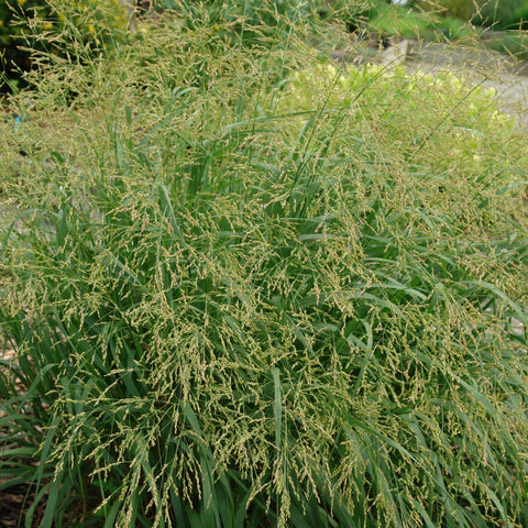 Panicum virgatum 'Cape Breeze' - Switchgrass