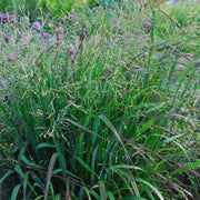 Panicum virgatum 'Cape Breeze' - Switchgrass