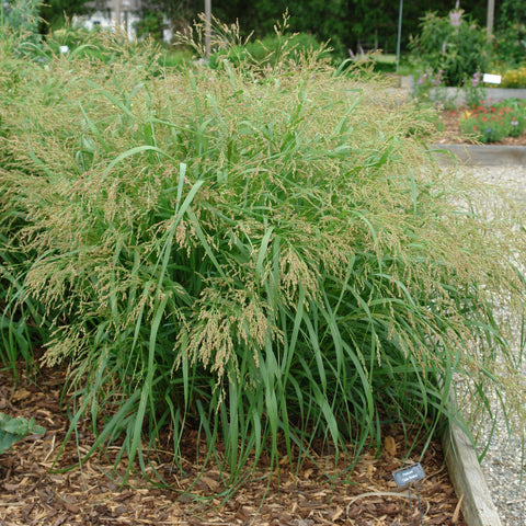 Panicum virgatum 'Cape Breeze' - Switchgrass