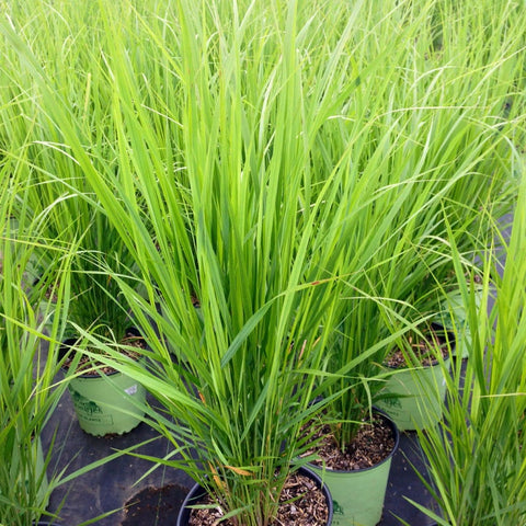 Panicum virgatum 'Northwind' - Northwind Switchgrass