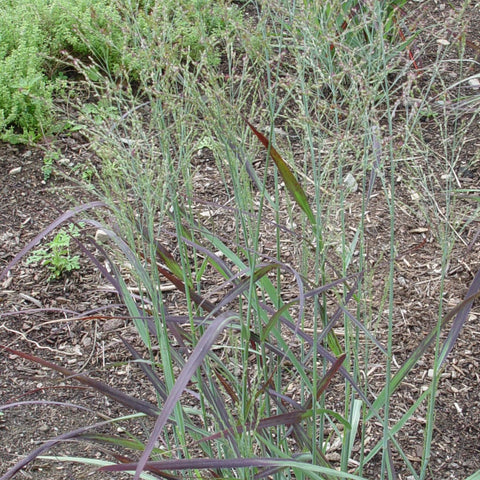 Panicum virgatum 'Shenandoah' - Switchgrass