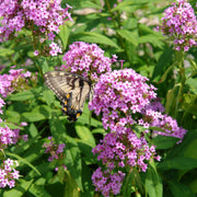 Phlox paniculata 'Jeana' - Jeana Garden Phlox