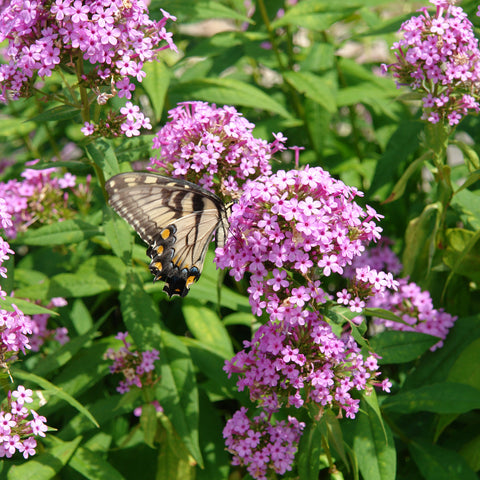 Phlox paniculata 'Jeana' - Jeana Garden Phlox