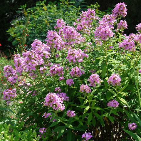 Phlox paniculata 'Jeana' - Jeana Garden Phlox