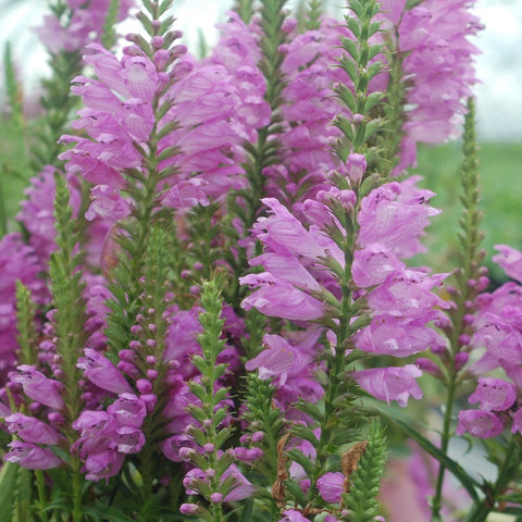 Physostegia virginiana 'Vivid' - obedient plant